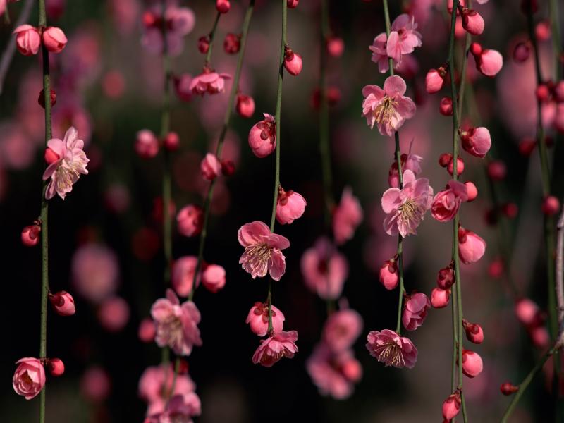 Cherry Blossom Presentation Backgrounds