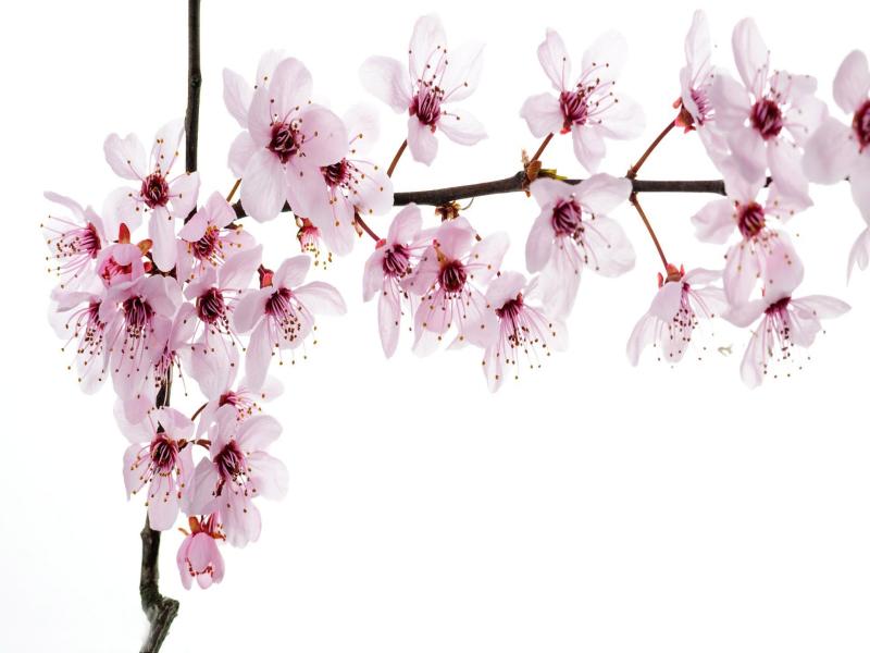 Cherry Blossom Quality Backgrounds