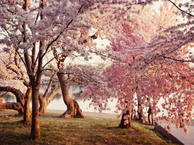 Cherry Blossom Slides Backgrounds