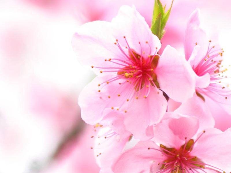 Cherry Blossom Wallpaper Backgrounds