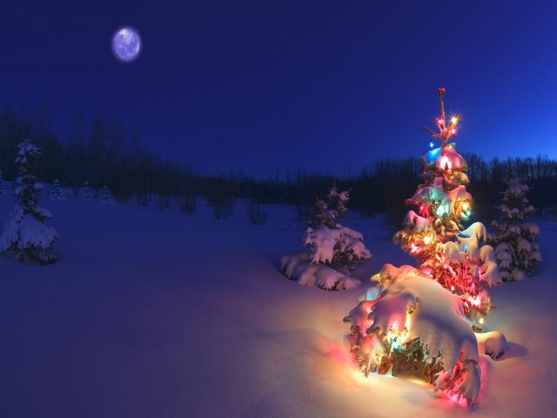Christmas Tree Snowy Backgrounds