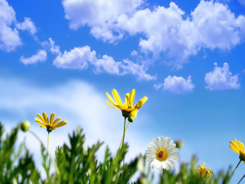 Clouds Sky Flowers Spring Slides Backgrounds