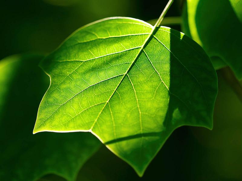 Dark Green Leaf Wallpaper Backgrounds