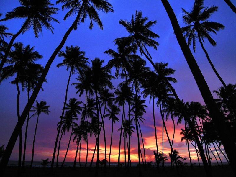 Dark Palm Tree Hd Template Backgrounds