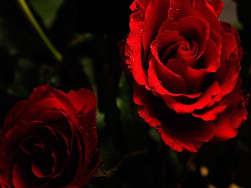 Dark Roses Picture Backgrounds
