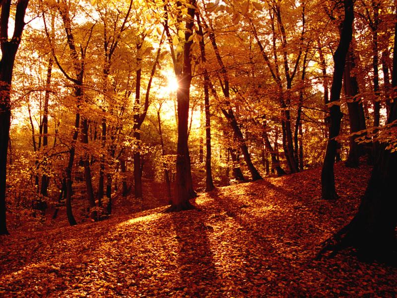 Earth  Autumn Fall Art Backgrounds