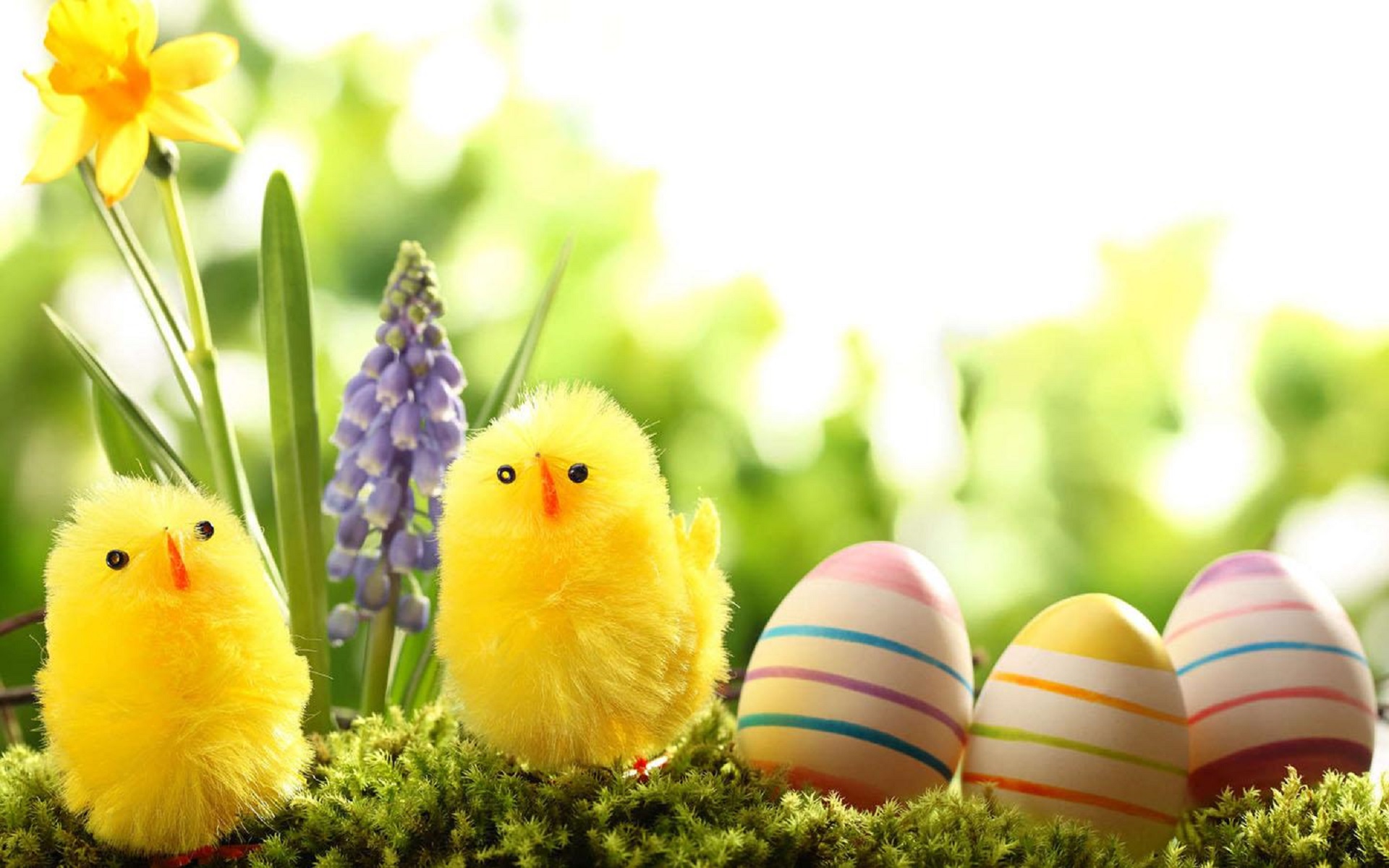 Easter Colorful Images Festival Template