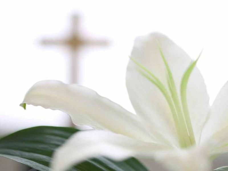 Easter PowerPoint With White Flower Download Backgrounds