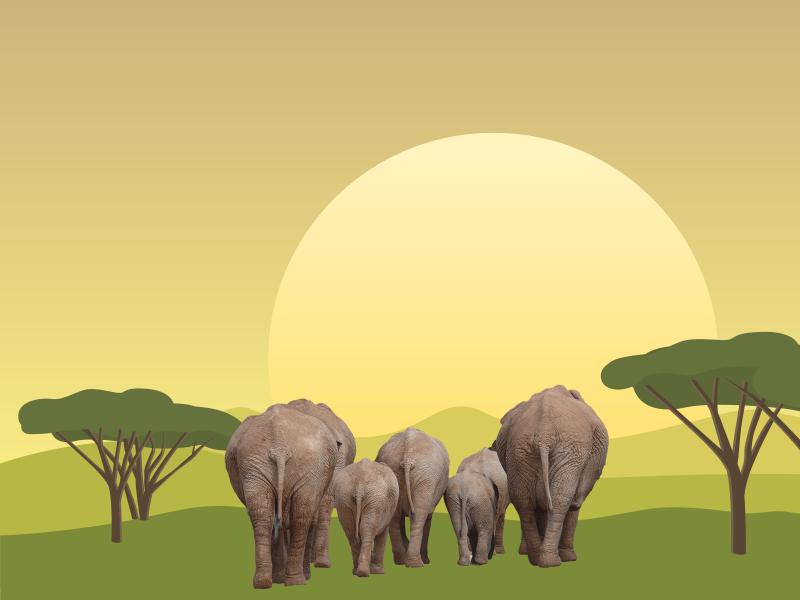 Elephant Migrations Backgrounds