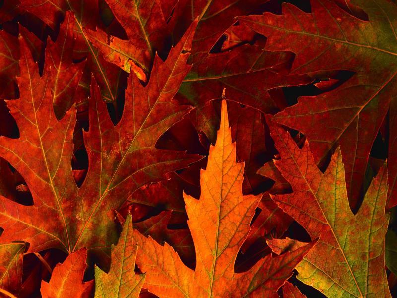 Fall Leaves Desktop Fall Leaves Desktop PPT Backgrounds