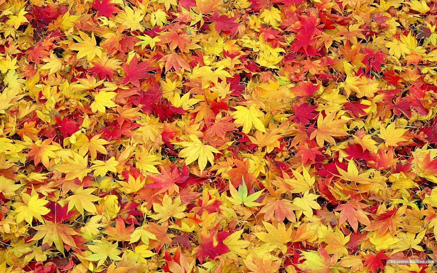 Fall Leaves HQ