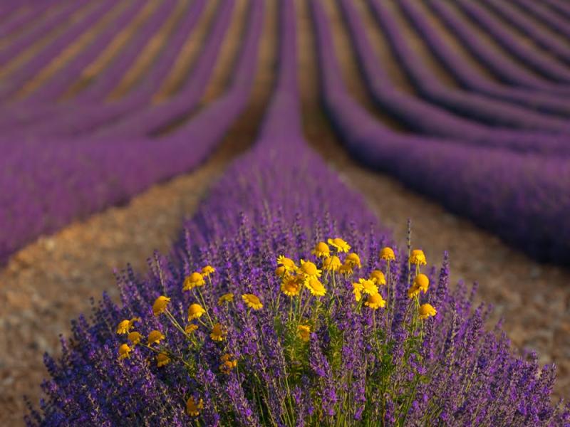 Fantastic Field Lavender Photo Backgrounds