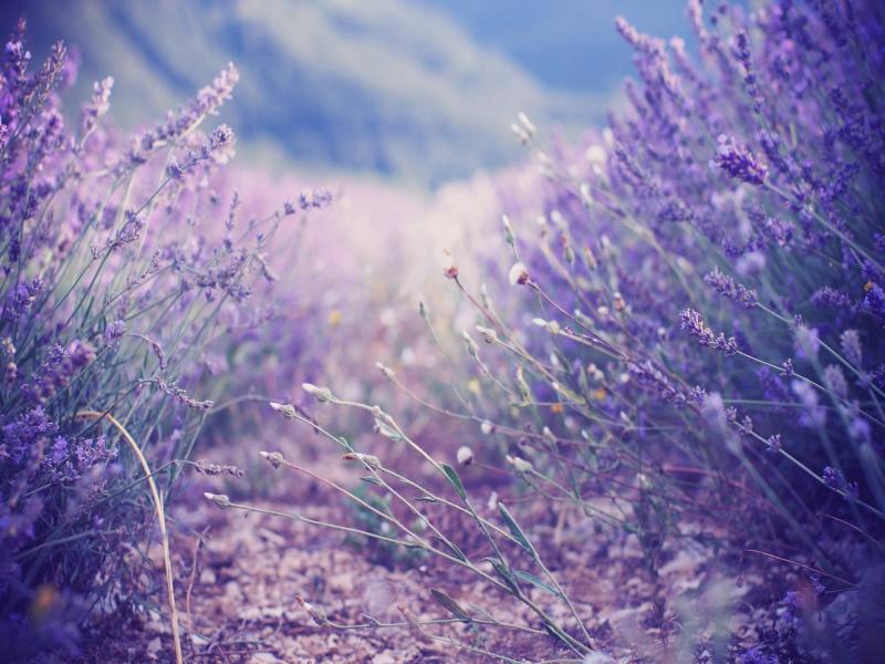 Fantastic Lavender Design Backgrounds