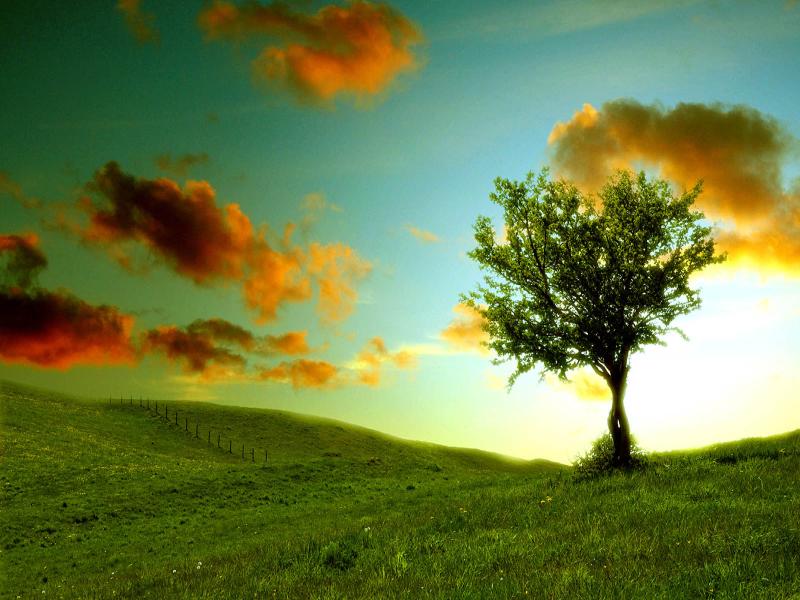 Fantastic Lonely Tree Photography  Frame Backgrounds