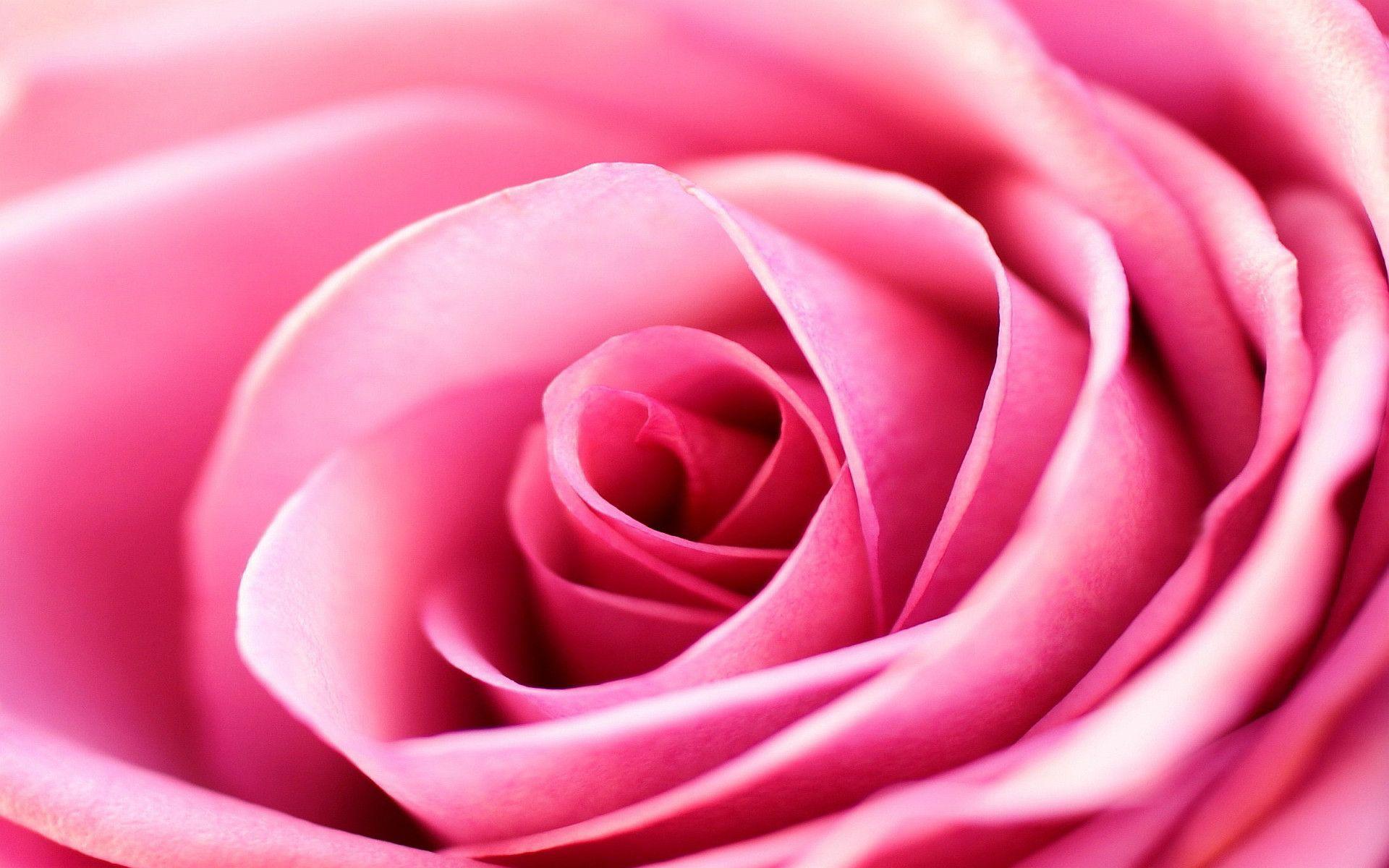 Fantastic Pink Rose Design Backgrounds for Powerpoint Templates - PPT