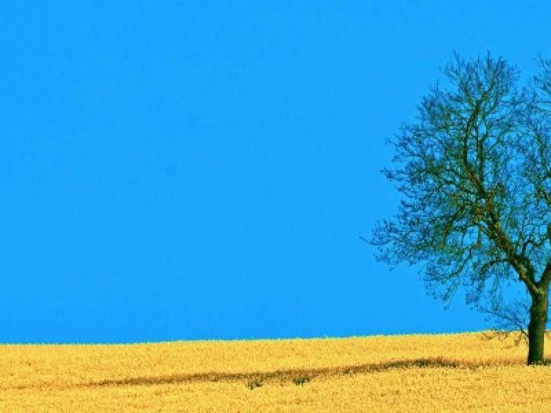 Field and Tree For PowerPoint  Nature Clip Art Backgrounds