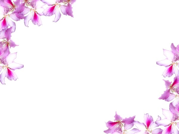Floral Border With Flowers Backgrounds for Powerpoint Templates - PPT