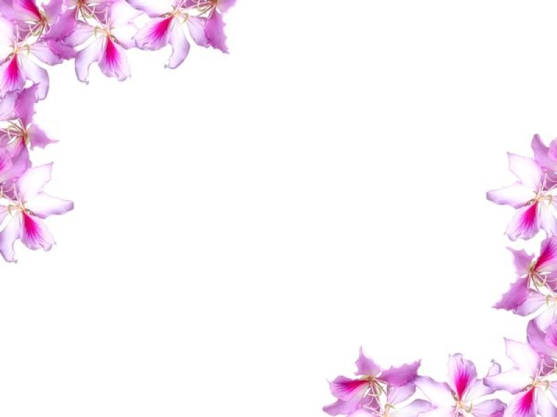 Floral Border With Flowers  Backgrounds