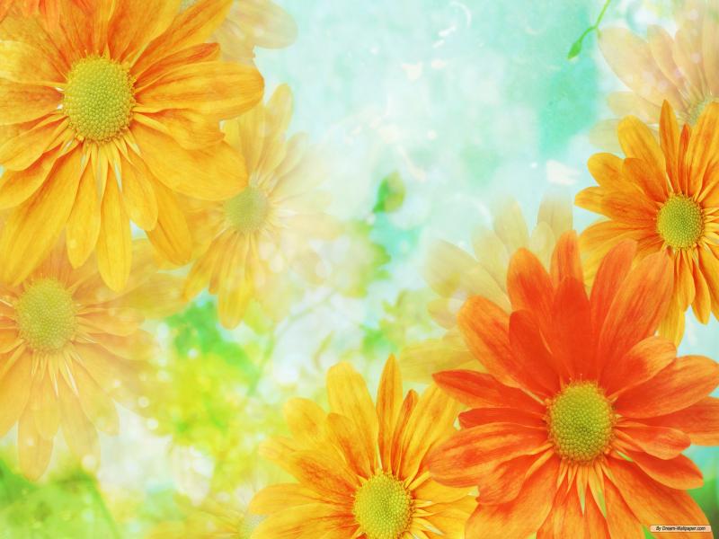 Flower  HDs Slides Backgrounds