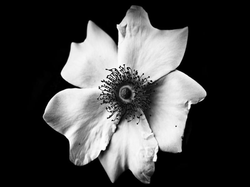 Flower Black and White Backgrounds