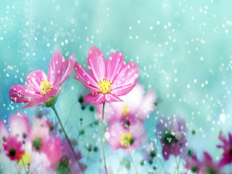 Flowers  Bests Graphic Backgrounds