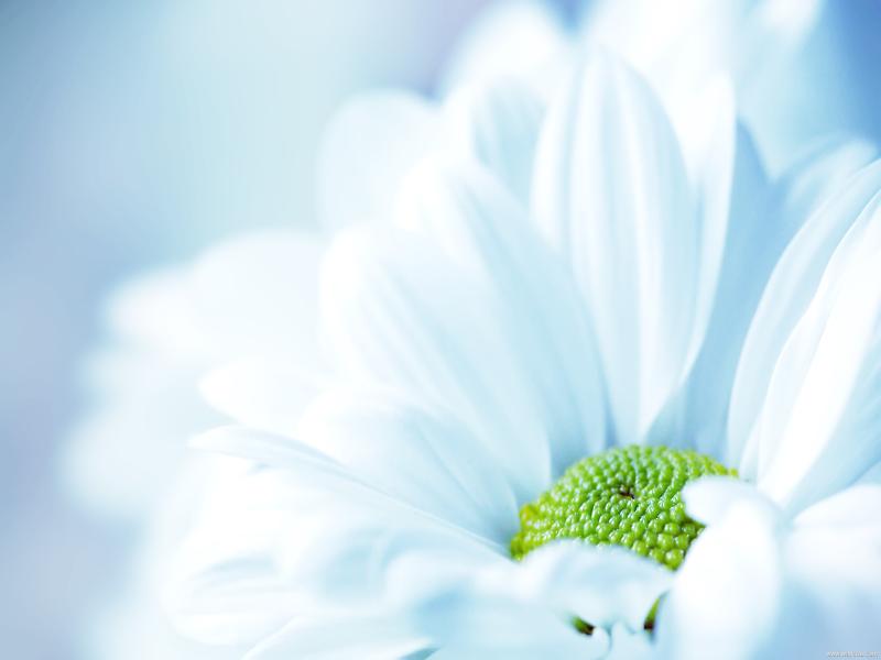 Flowers  White Flower Wide HD   Presentation Backgrounds