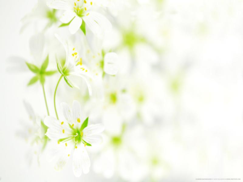 Flowers 2560x1600 Flowers Frame Backgrounds