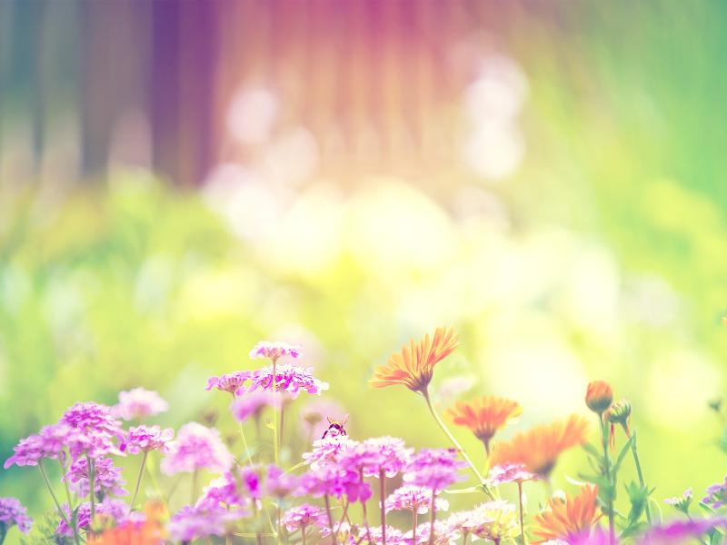 Flowers Download Backgrounds