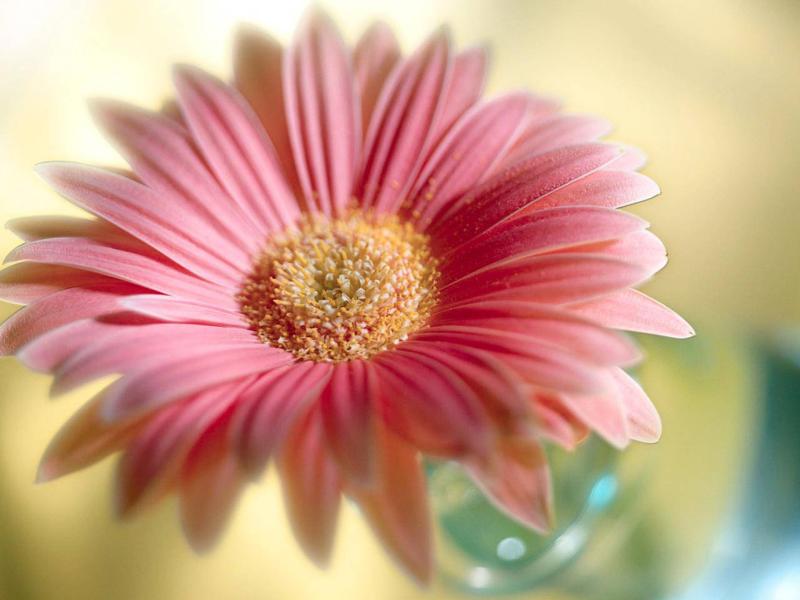 Flowers For Flower Lovers  Flowerss HD Desktop Beautiful   Frame Backgrounds