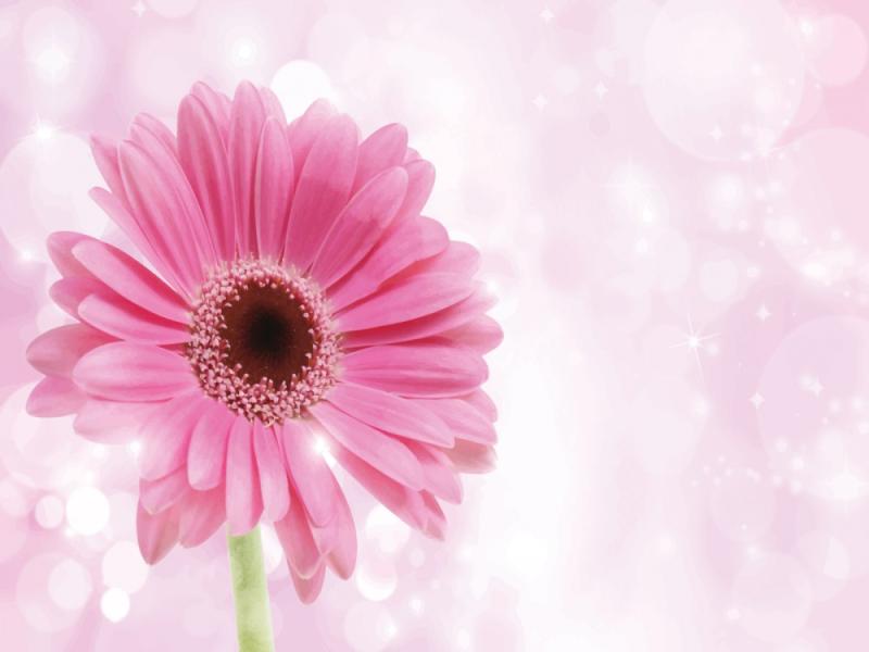 Flowers Nature Pink Backgrounds