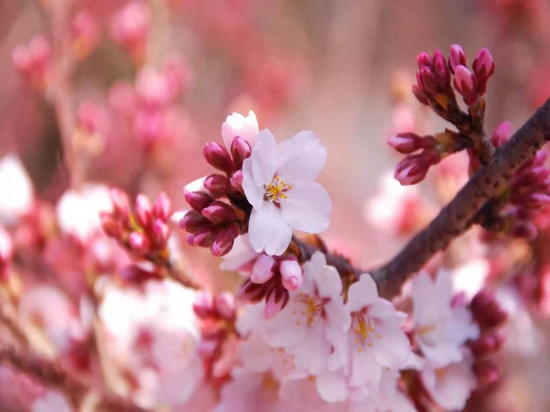 Flowerss Cherry Flowers DesktopWallpapers Cherry Flowers   Presentation Backgrounds