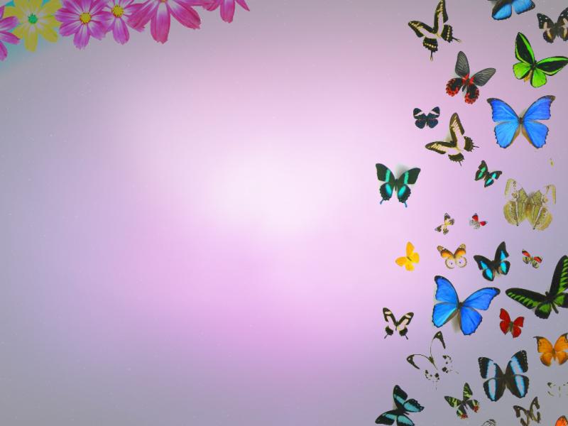 Free Butterflies and Flowers For  Backgrounds