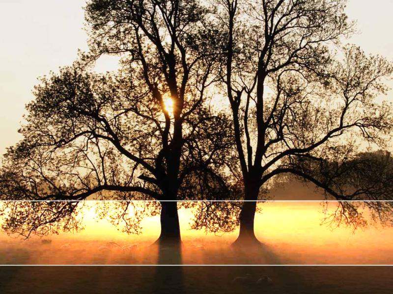 Free Tree Sunlight Landscape For PowerPoint  Nature PPT   Slides Backgrounds