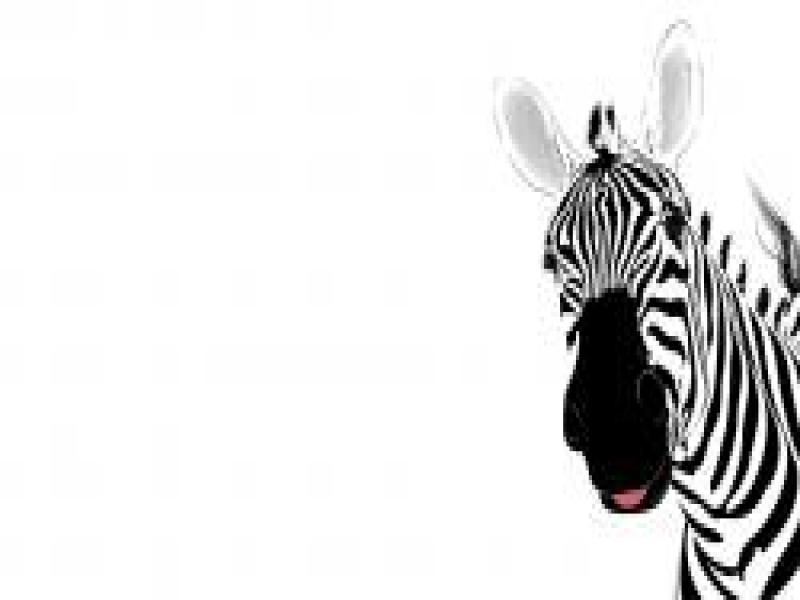 Free Zebra Animal Template For PowerPoint Animal PPT   Download Backgrounds