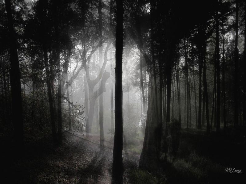 Ghost Dark Woods Backgrounds