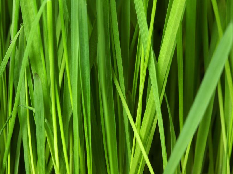 Grass Free Stock Photo  Public Domain Pictures Download Backgrounds