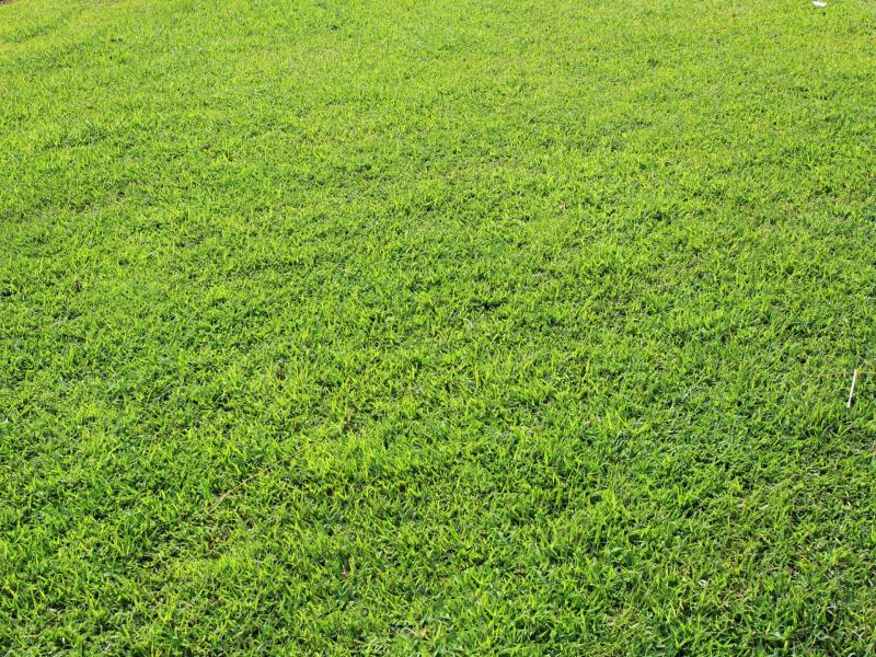 Grass Free Stock Photo  Public Domain Pictures Slides Backgrounds