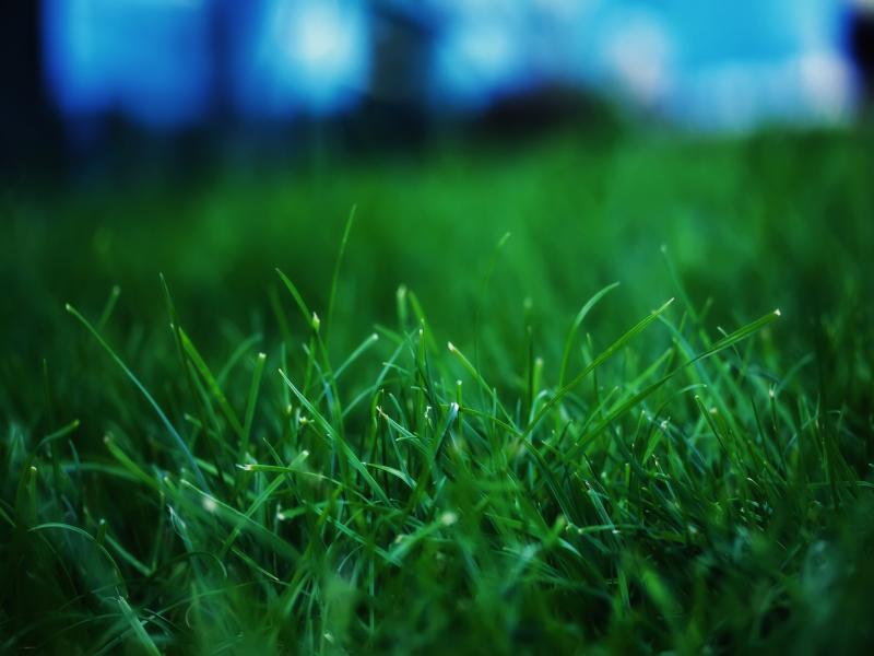 Grass  Green  Fanpop Presentation Backgrounds