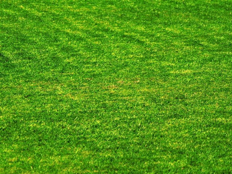 Grass HD Photo Backgrounds