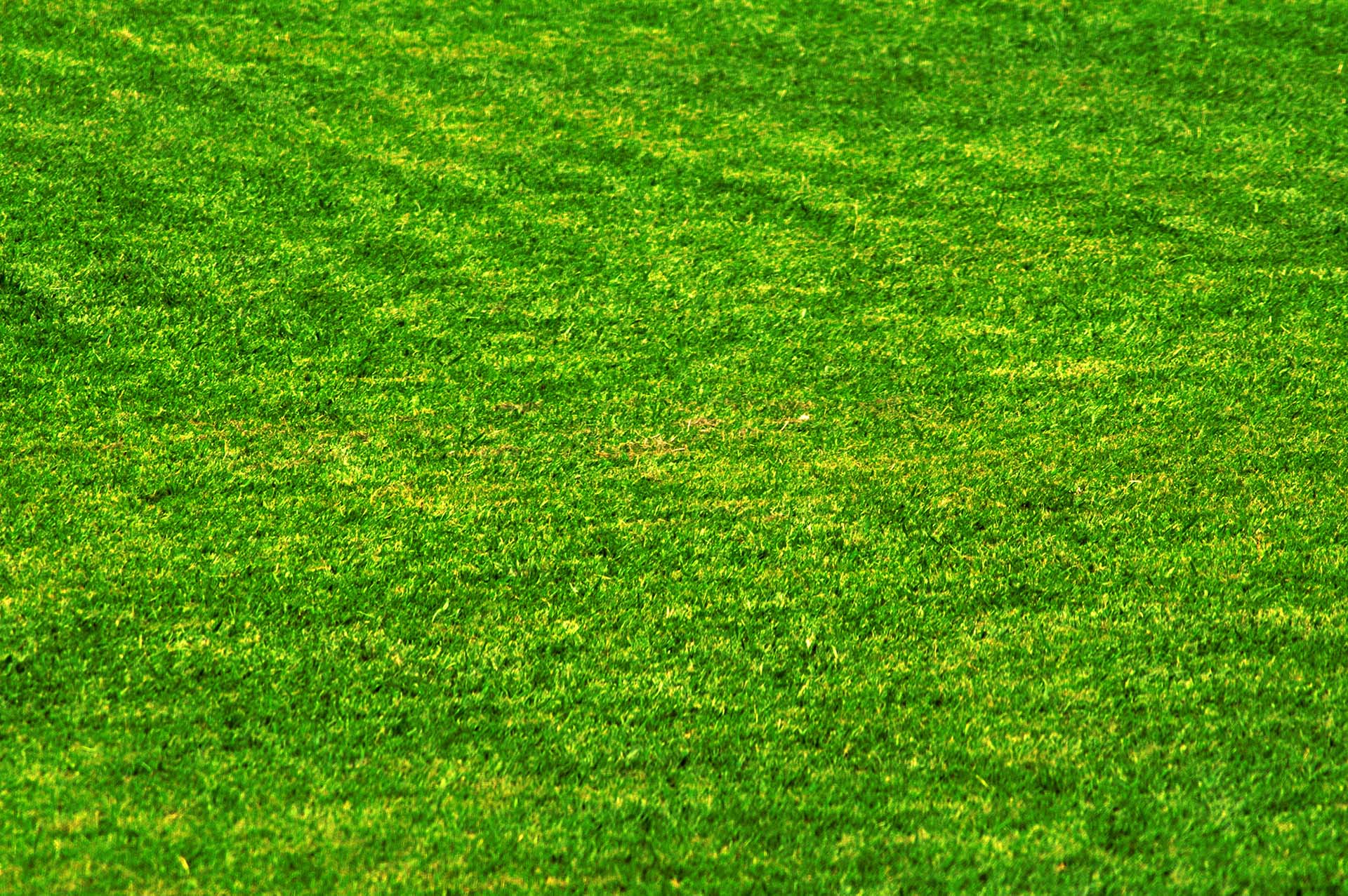 Grass HD Photo Backgrounds for Powerpoint Templates PPT Backgrounds