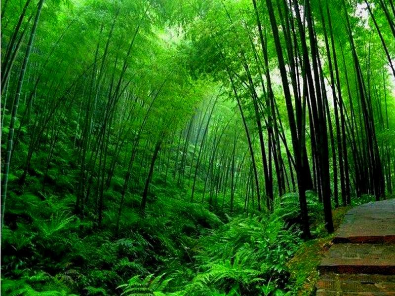 Green Bamboo Forest Download Backgrounds