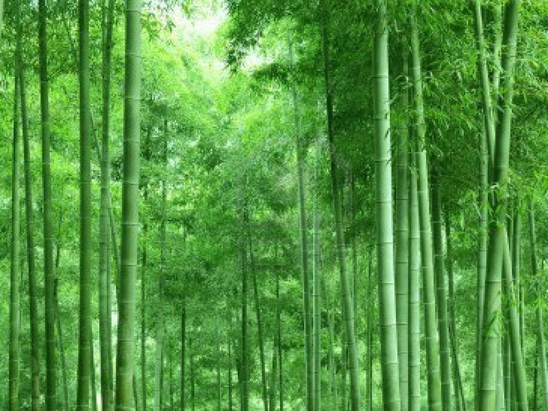 Green Bamboo Forest Picture Backgrounds