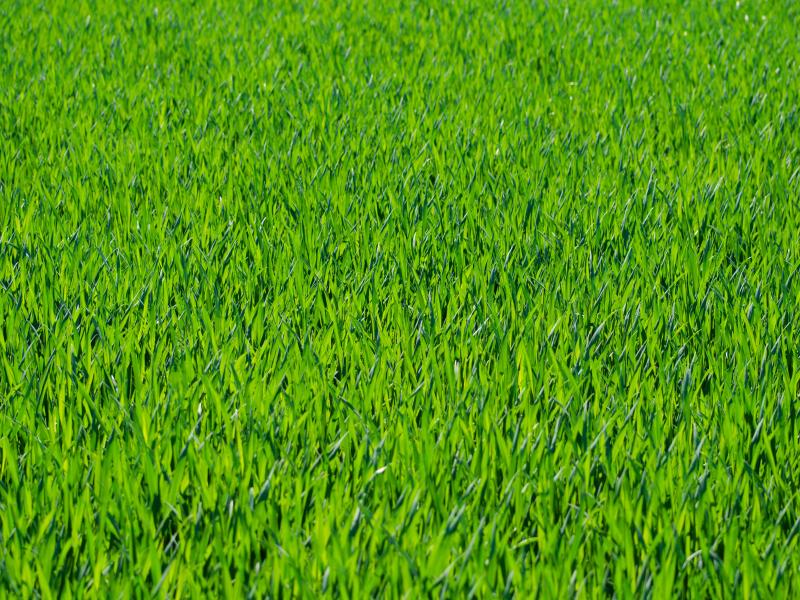 Green Grass Seven  Grass Textures Or Lawn   Template Backgrounds