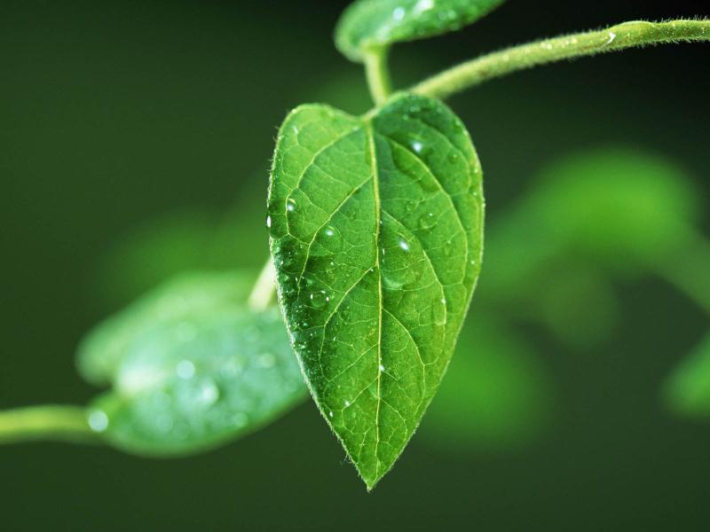 Green Leaf Backgrounds