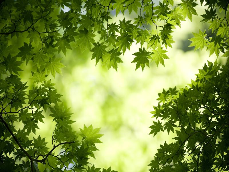 Green Maple Leaves Backgrounds