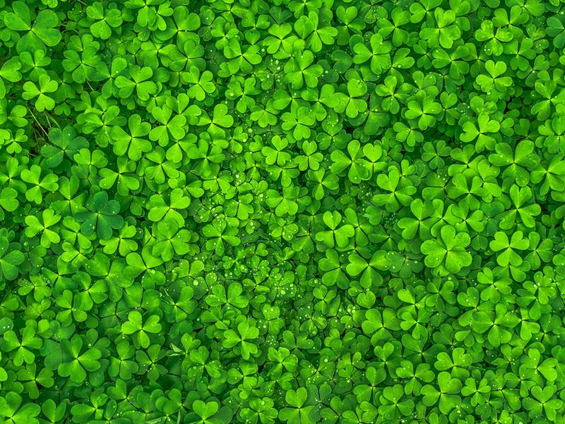 Green Plants Backgrounds