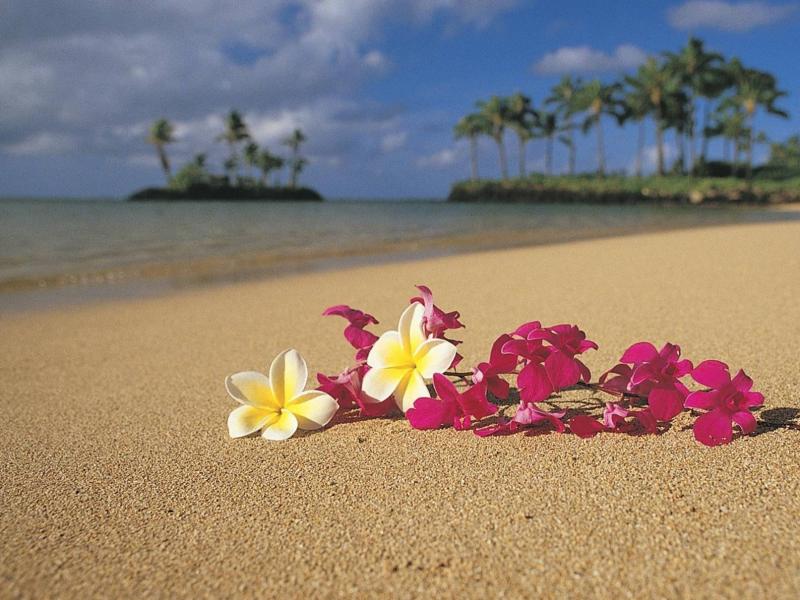 Hawaii Photo Clip Art PPT Backgrounds