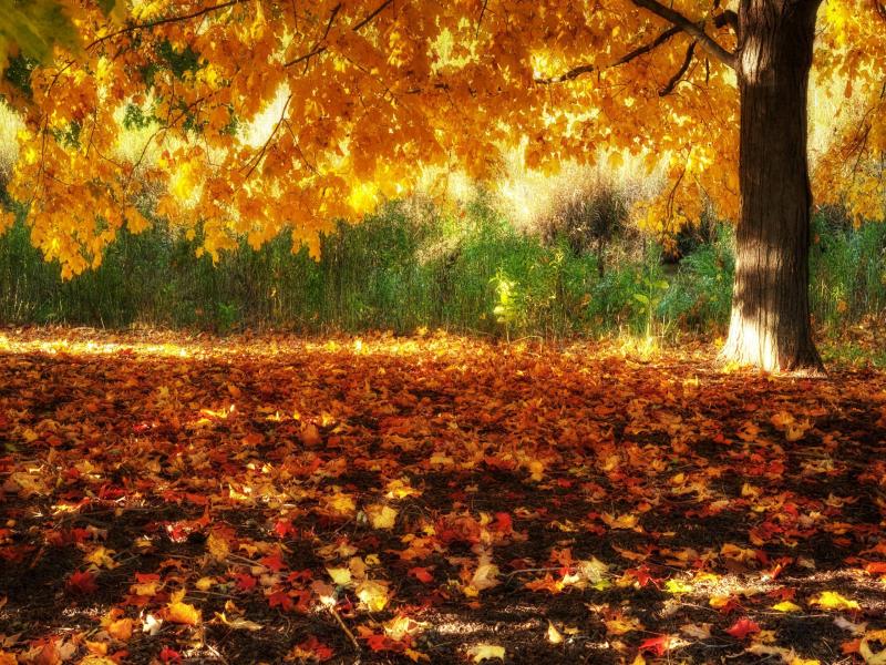HD Fall Scenerys Graphic Backgrounds