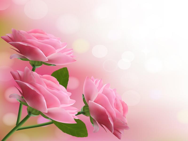 Holiday With Pink Beautiful Flowers Photo Backgrounds