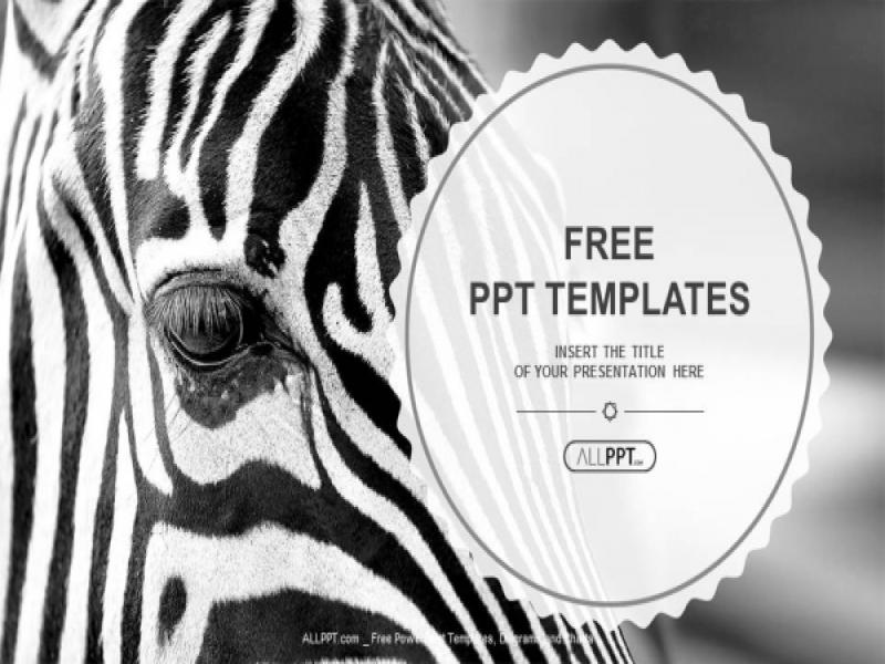 Image Of A The Face Of A Zebra Close Up PowerPoint Templates (1 Art Backgrounds